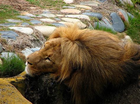 Leo The Lion Resting Cat Lion Animal Hd Wallpaper Peakpx