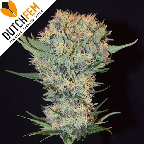 Buy Orange Haze Feminized Cannabis Seeds Online From Dutchfem