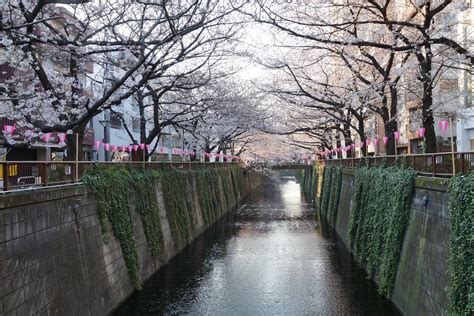 Nakameguro Cherry Blossoms Tokyoviews Flickr