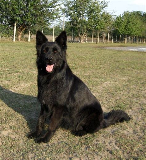 Very intelligent and high tempered german shepherd puppies available for pet and security. Long Hair Black Shepherd breeders in usa | German Shepherd ...