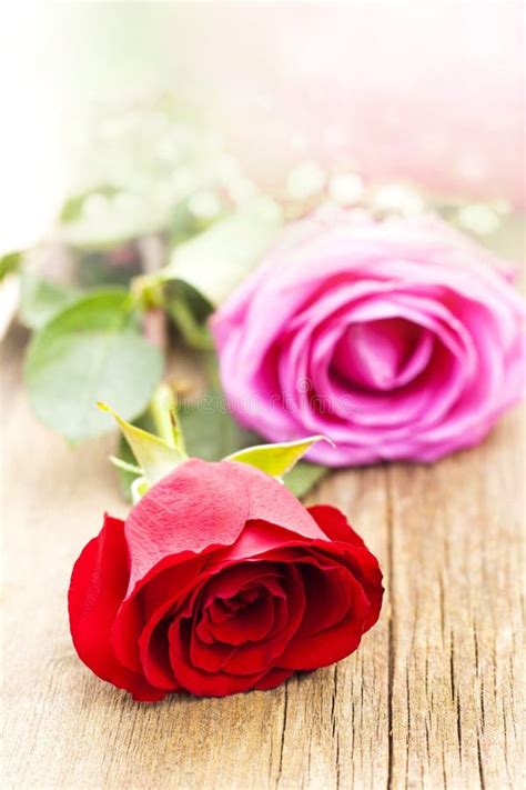 Beautiful Roses With Pink Bow And White Heather Stock Image Image Of