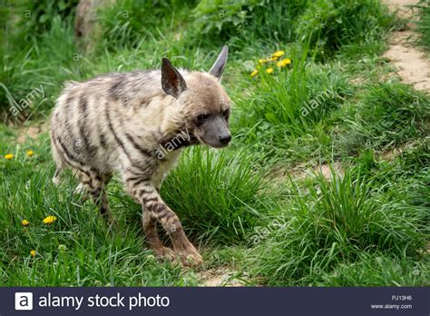 Striped Hyena Hyaena Hyaena Sultana Stock Photo Alamy