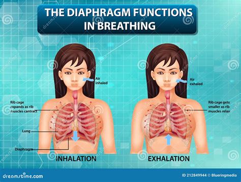 The Diaphragm Functions In Breathing Stock Vector Illustration Of