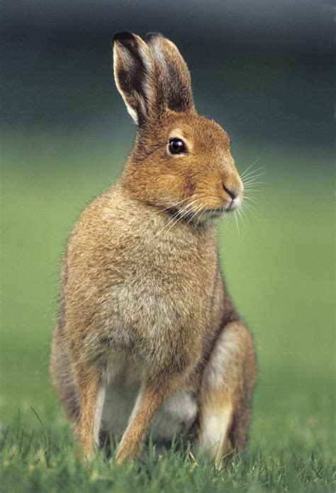 Irish Mountain Hare Irish Wildlife And Nature Photography Animals