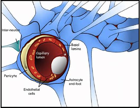 Brain Capillary Endothelial Cells Constitute The Core Of The Bbb The