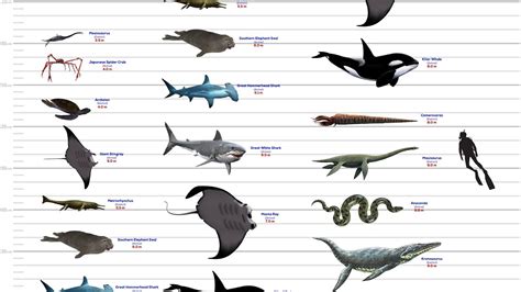 Sea Monsters Size Comparison Youtube