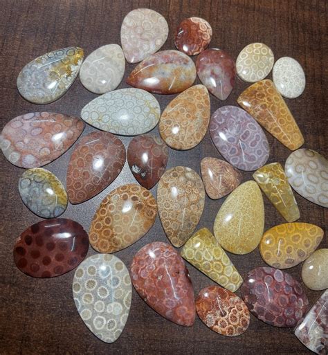 Fossil Coral Cabochon Gemstone Lot Natural Top Quality Fossil Coral