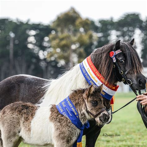 Shetland Pony Australian Pony Stud Book Society