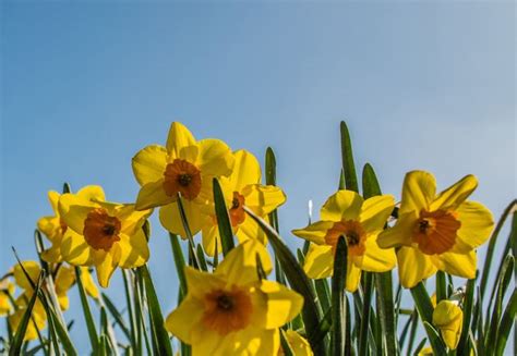 Daffodil Bulb Planting Advice How And When To Plant Your
