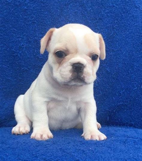 French Bulldog Puppy For Sale In Charleston Sc Adn 71921 On