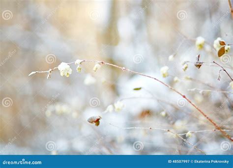 Snowberries Stock Image Image Of Nature Frost White 48507997