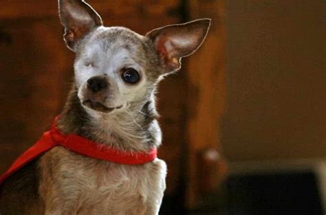 Chihuahua Life Expectancy Average Petsidi