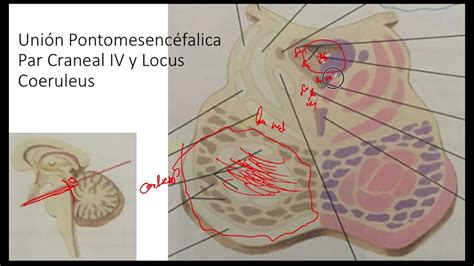 Par Craneal Iv Y Locus Coeruleus Corte Transversal Uni N Pontomesenc Falica Anatomia Sistema Ner