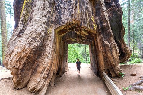 Tuolumne Grove Of Giant Sequoias Yosemite National Park
