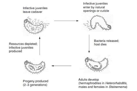 Simplified Life Cycle Of Entomopathogenic Nematodes Download Scientific Diagram