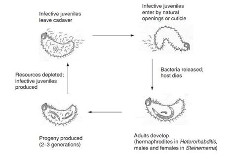 Entomopathogenic Nematodes Life Cycle