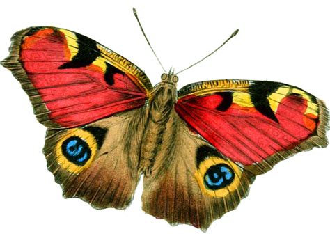 Free illustration: Butterfly, Bright, Vintage, Drawing ... Butterfly drawing insect animal nature wing butterflies art flying black.