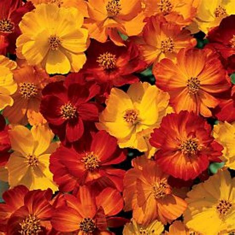 Buy Cosmos Bright Light Mixed Seeds Online At Cheap Price Indias