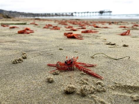 Red Crabs Swarm Southern California Linked To ‘warm Blob In Pacific