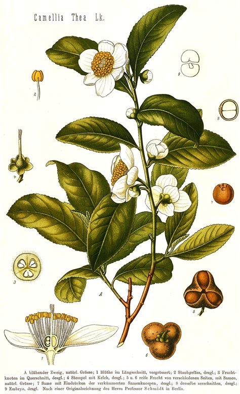 Las 10 mejores ideas e inspiración sobre camellia sinensis