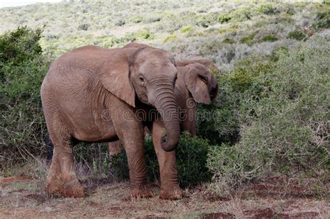 Baby African Bush Elephant Stock Photo Image Of Male
