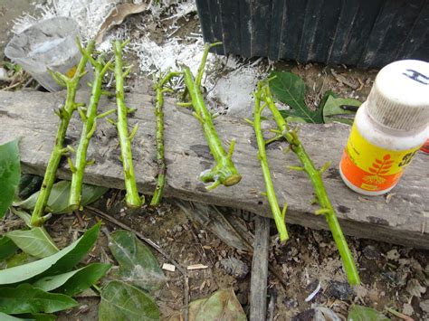 How long should they be left on the tree before picking? How to Propagate Avocado From Cuttings: Grow Your Own ...