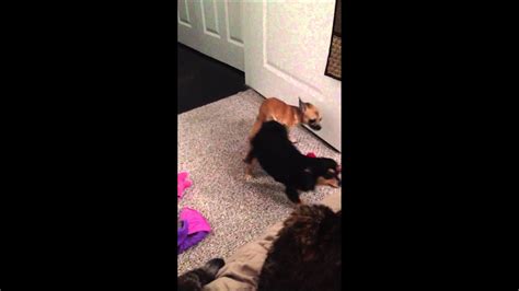 Chihuahua Sex Alarm Clock Youtube