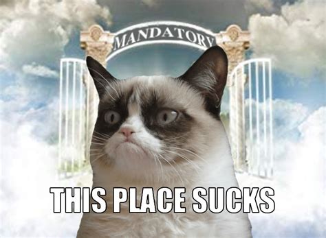 Grumpy Cat Wednesday Meme
