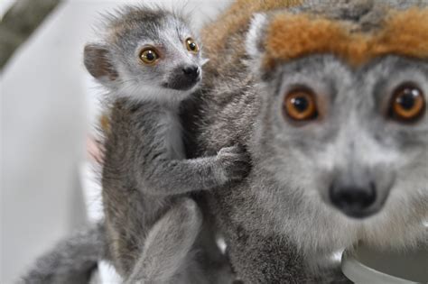 Dnrecs Brandywine Zoo Welcomes Baby Crowned Lemur