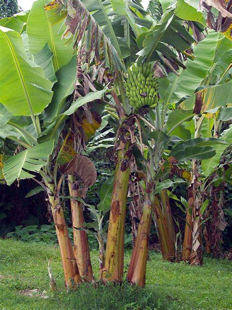 Check spelling or type a new query. Trees Of Maui | Uses & Stories | Banyan, Koa, Sandalwood ...