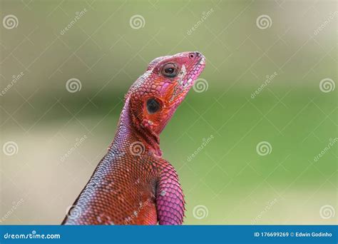 The Common Agama Up Close Stock Image Image Of African 176699269