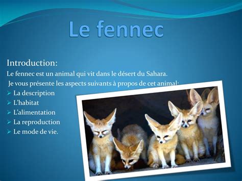 Ppt Le Fennec Powerpoint Presentation Free Download Id4129134