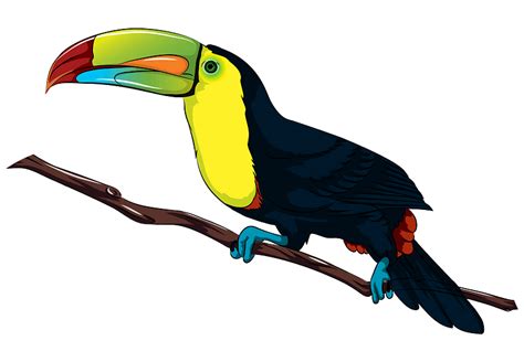 Rainforest Toucan Clipart