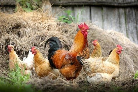 What Is The Ideal Temperature For Chickens Brooding Coop