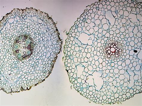 Gsc International Elodea Stem Tip Cross Section Microscope Slide Tillescenter Microscope Sample