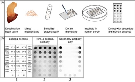 Dot Blots Of Solubilized Extracellular Matrix Allow Quantification Of