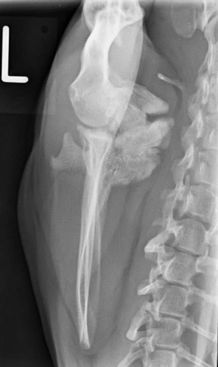 April 2013, Small animal case | OrthoVetSuperSite