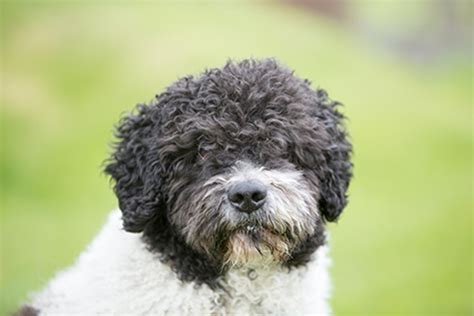 Spanish Water Dog Breeds A To Z The Kennel Club