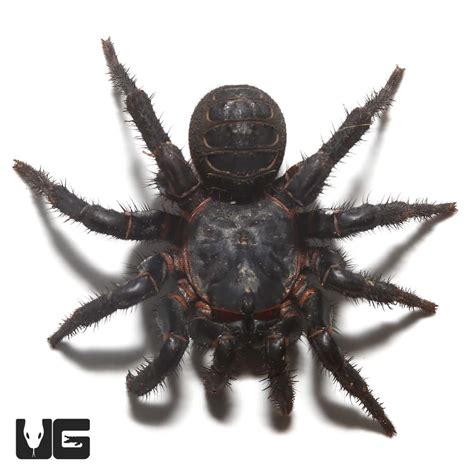Black Armored Trapdoor Spider Liphistius Sp Jarujien For Sale