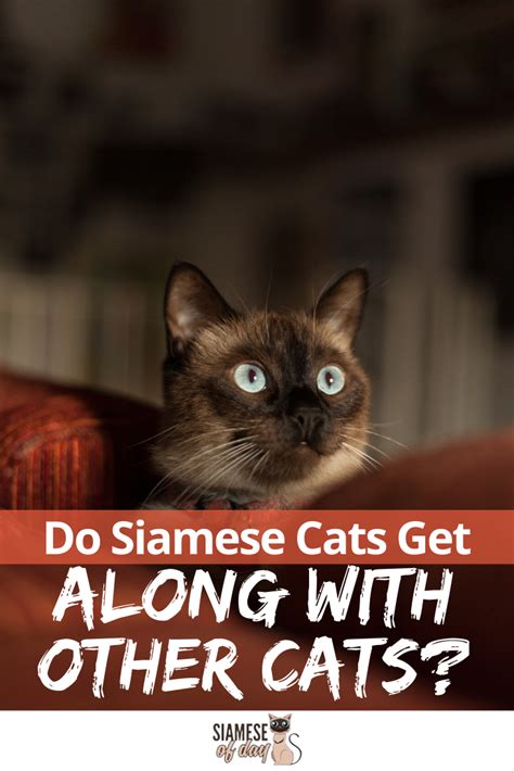 Rather than jealous, they get annoyed. Do Siamese Cats Get Along with Other Cats | Siamese cats ...