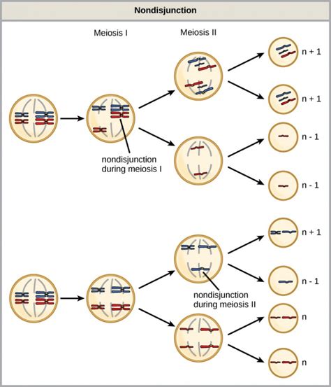 Errors In Meiosis Openstax Concepts Of Biology