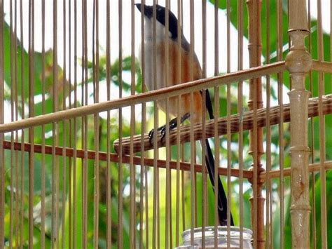 Harga burung cendet terbaru ✅bakalan ✅gacor dan berbagai macam cendet/ pentet lainnya yang ada di pasaran indonesia mulai dari harga termurah. Karakter dan Ciri Burung Cendet Jantan - Ocehan Kenari
