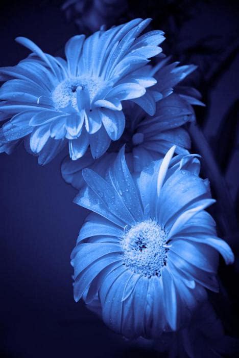 I più popolari sono rose, astri, gladioli e fiordalisi. Nomi Fiori Blu - 20 Piante Che Potreste Incontrare Lungo ...