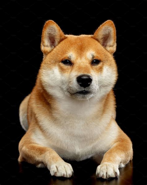 Shiba Inu Dog Containing Shiba Inu And Dog High Quality Animal