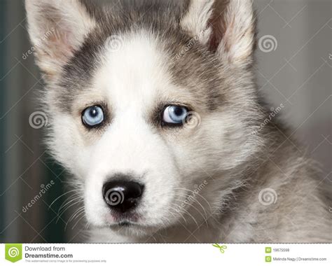 Portrait Of Cute Siberian Husky Puppy Stock Photo Image