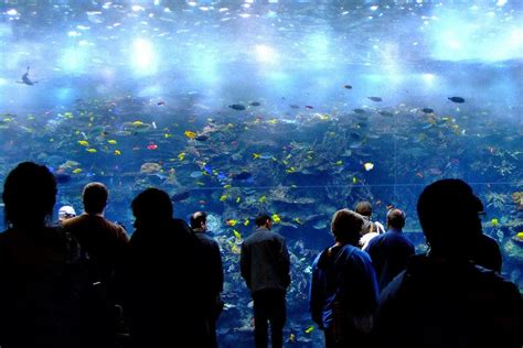 Georgia Aquarium Atlanta Attractions Review 10best Experts And