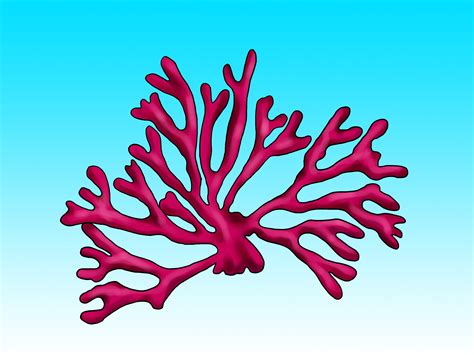 Gallery For How To Draw Coral Reef Step By Step
