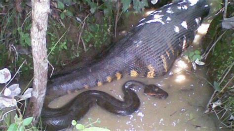 How Big Do Anacondas Get In The Amazon TheInfoTimes