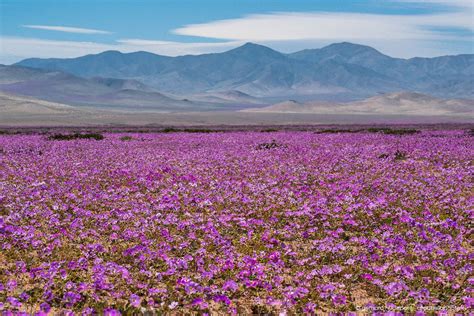 Photos Of The Rare Event Of Atacama Desert In Bloom Desierto Florido
