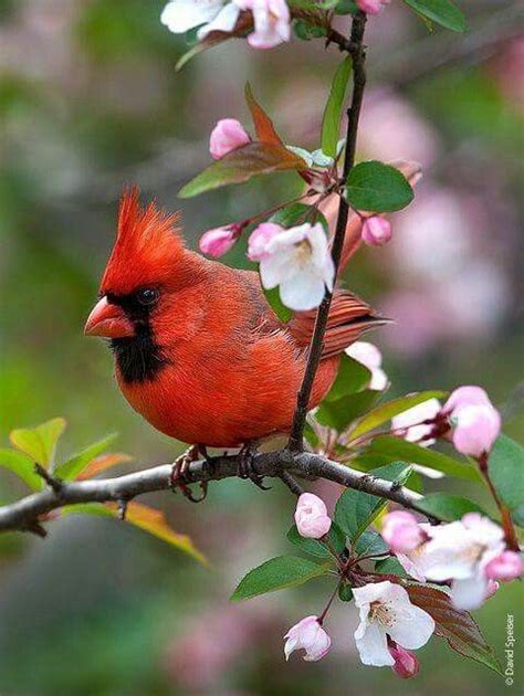 Cardinal In Spring Beautiful Birds Cardinal Birds Birds